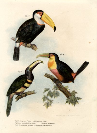 Toco Toucan by German School